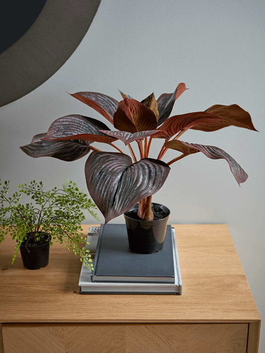 Faux Potted Calathea - Burgundy