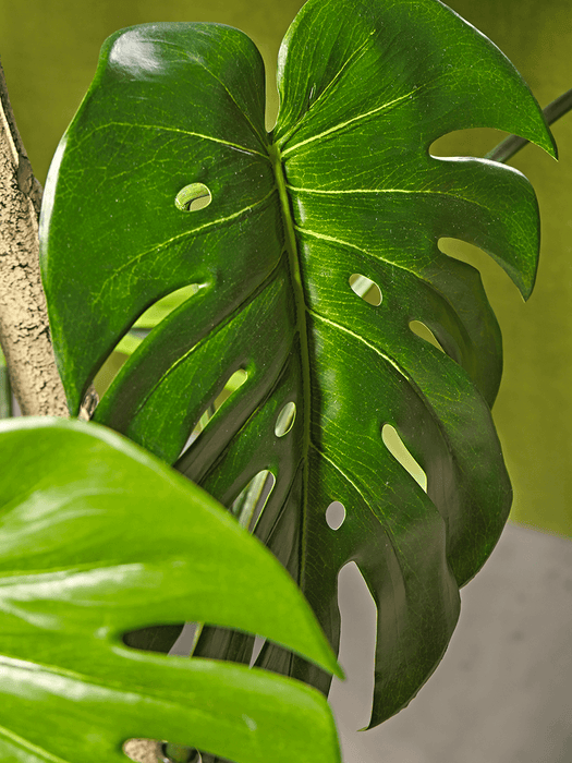 Tall Faux Potted Monstera