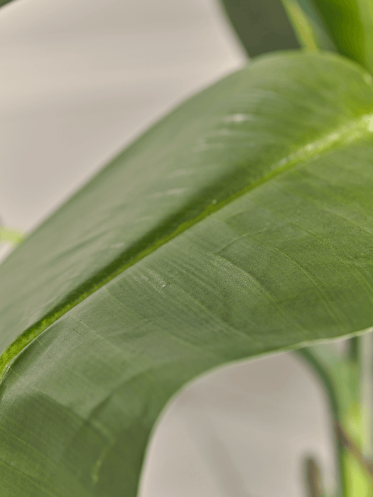 Faux Potted Banana Plant