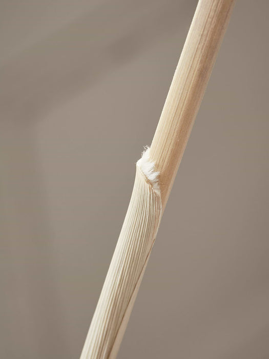 Three Dried Pampas Grasses