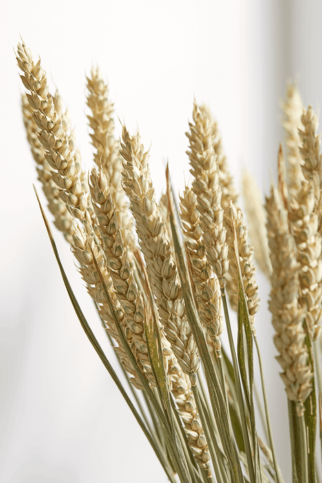 Dried Wheat Bunch