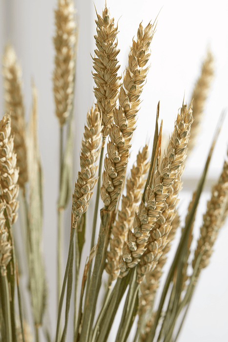 Dried Wheat Bunch