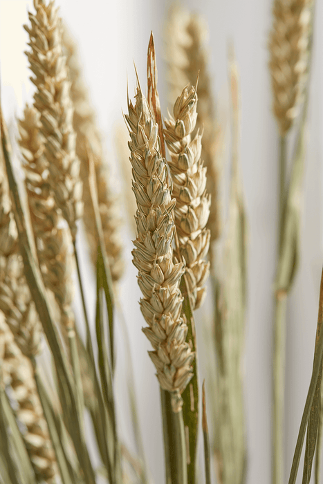 Dried Wheat Bunch