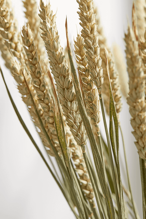 Dried Wheat Bunch