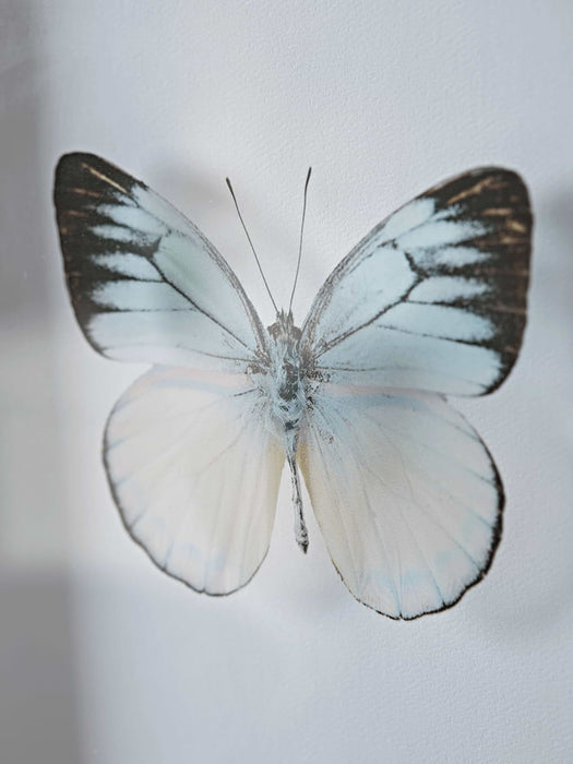 Transparent Butterfly Prints - Blue Mix