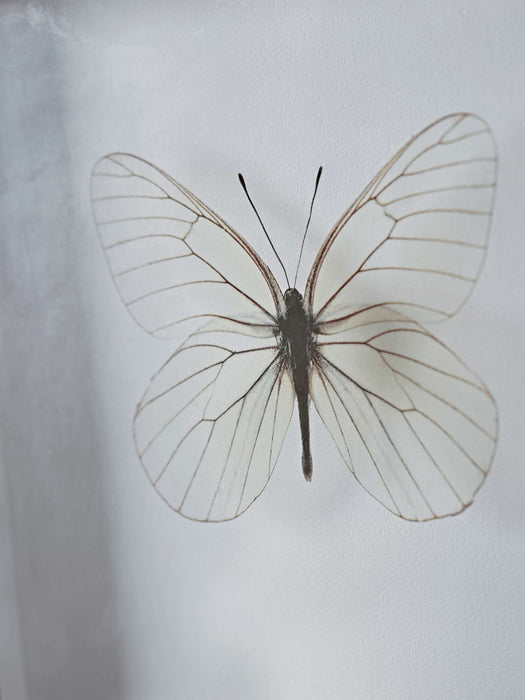 Transparent Butterfly Prints