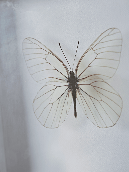 Transparent Butterfly Prints - Blue Mix