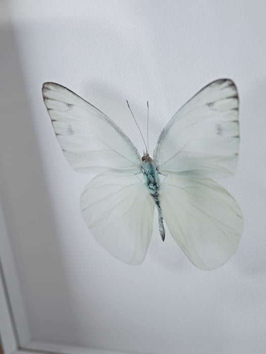 Transparent Butterfly Prints