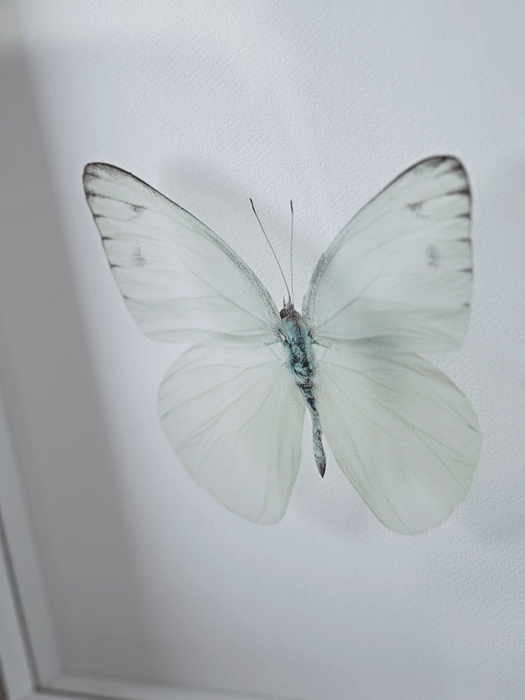 Transparent Butterfly Prints - Blue Mix