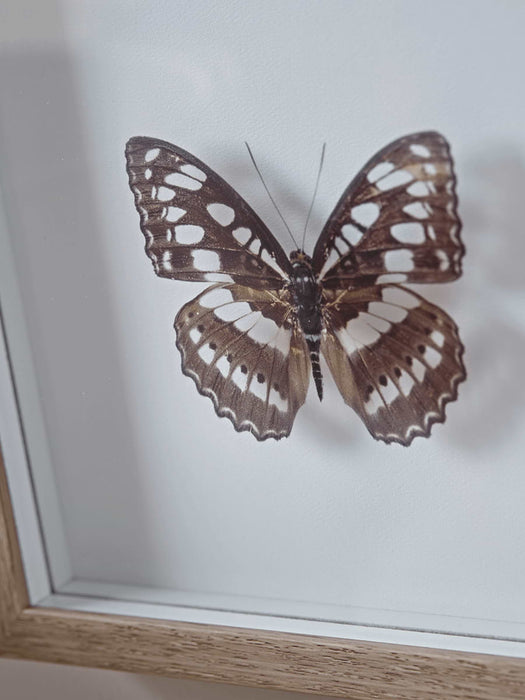 Transparent Butterfly Prints - Grey Mix