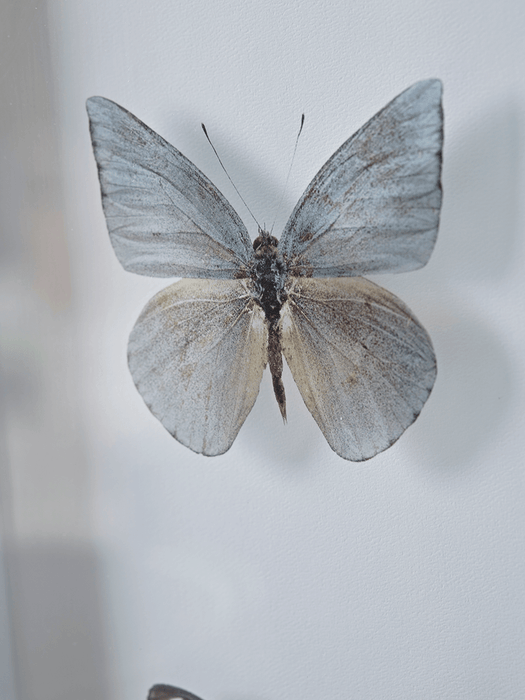 Transparent Butterfly Prints - Grey Mix
