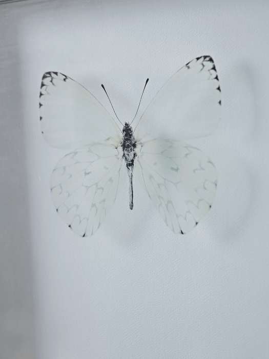 Transparent Butterfly Prints - Grey Mix