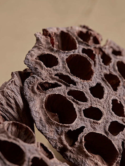Dried Seed Heads