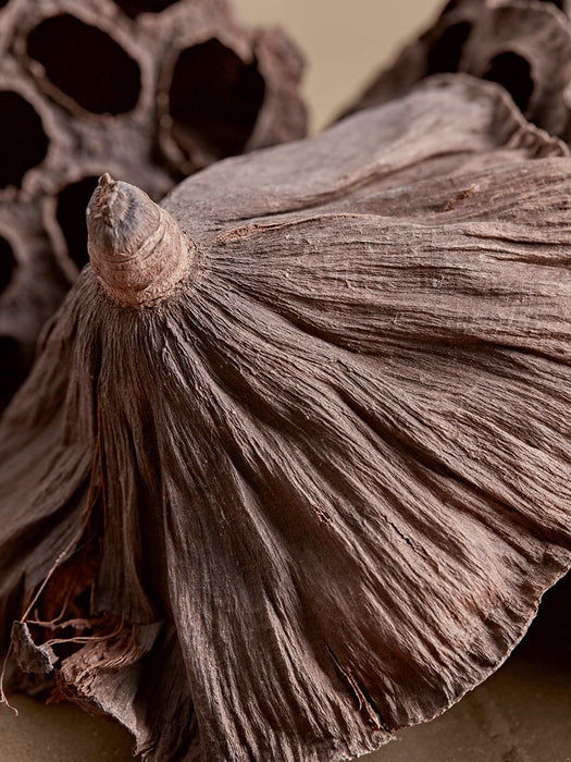 Dried Seed Heads