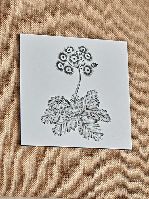Three Botanical Sketched Prints