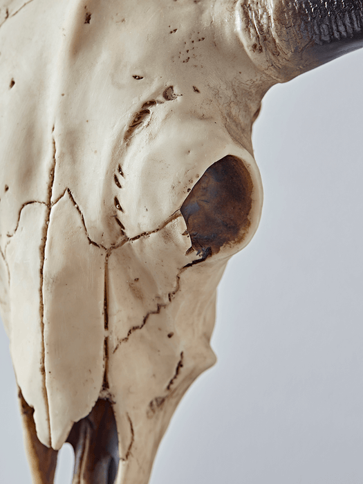 Faux Skull Table Lamp