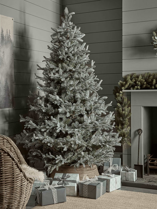 Blue Mountain Spruce Christmas Tree
