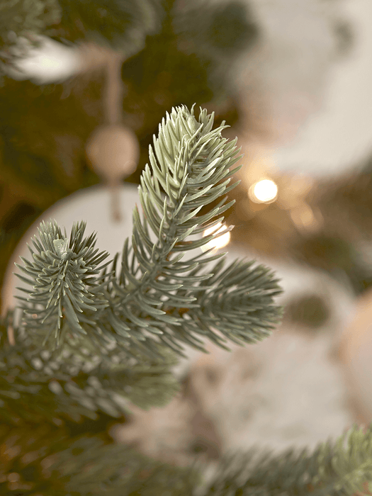 Young Pine Christmas Tree