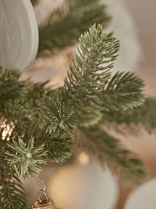 Young Pine Christmas Tree