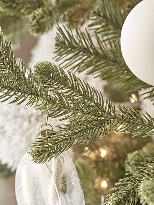 Young Pine Christmas Tree