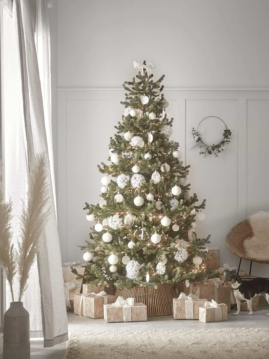 Young Pine Christmas Tree