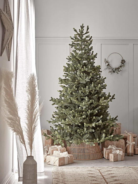 Young Pine Christmas Tree