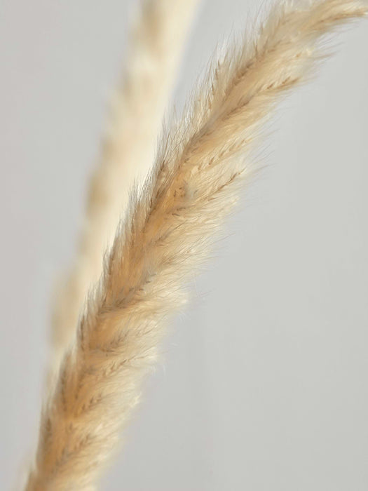 Six Dried Pampas Grass Stems