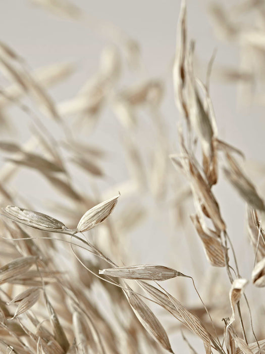 Dried Wild Avena Bunch
