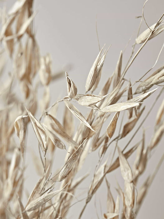 Dried Wild Avena Bunch
