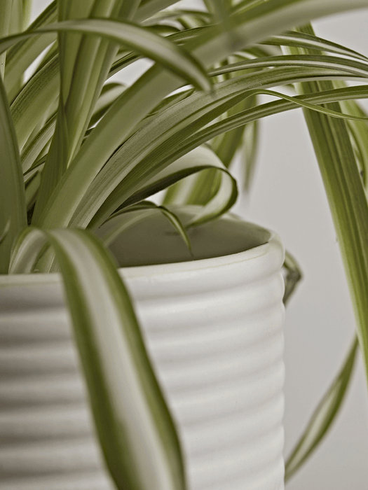 Two White Ribbed Planters