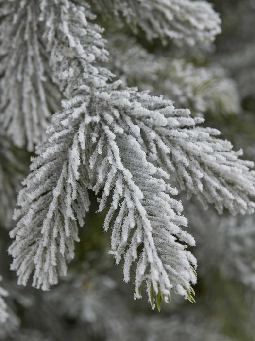 Indoor Outdoor Frosted Pine Potted Tree