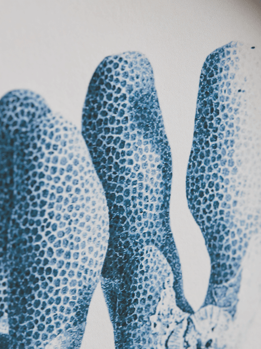 Four Coral Framed Prints
