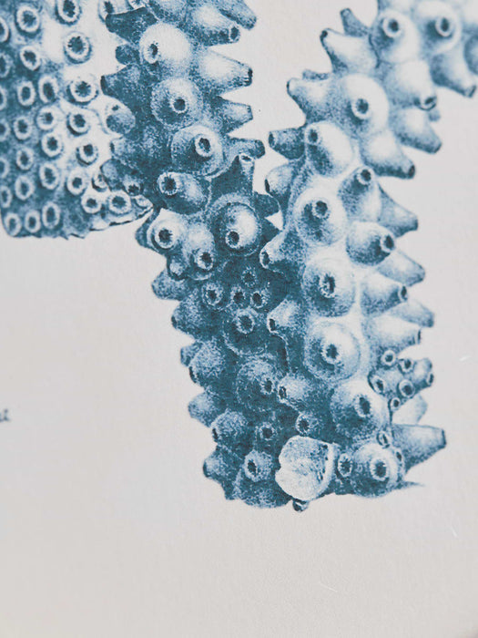 Four Coral Framed Prints