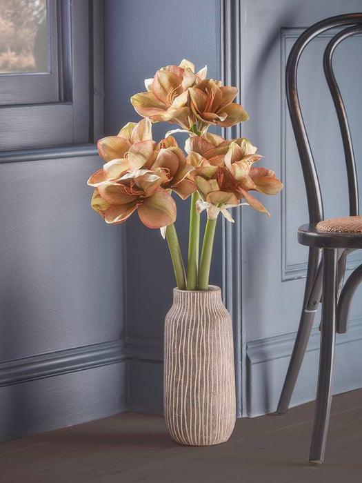Three Amaryllis Stems