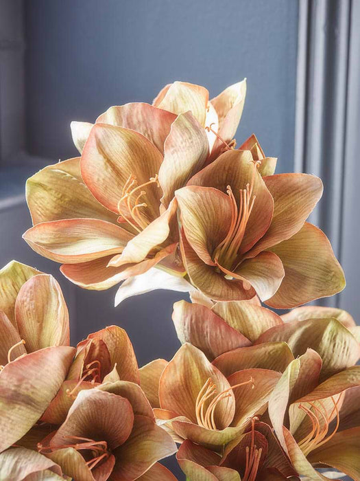 Three Amaryllis Stems