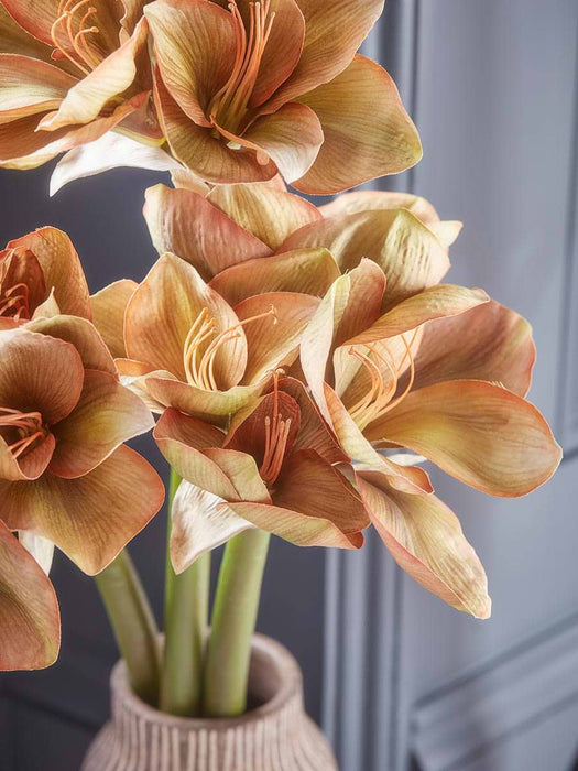 Three Amaryllis Stems