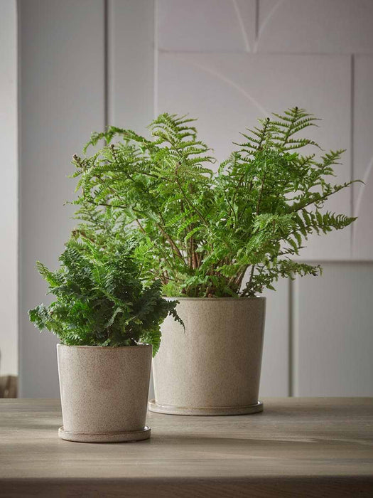 Speckled Glazed Planter & Saucer - Small