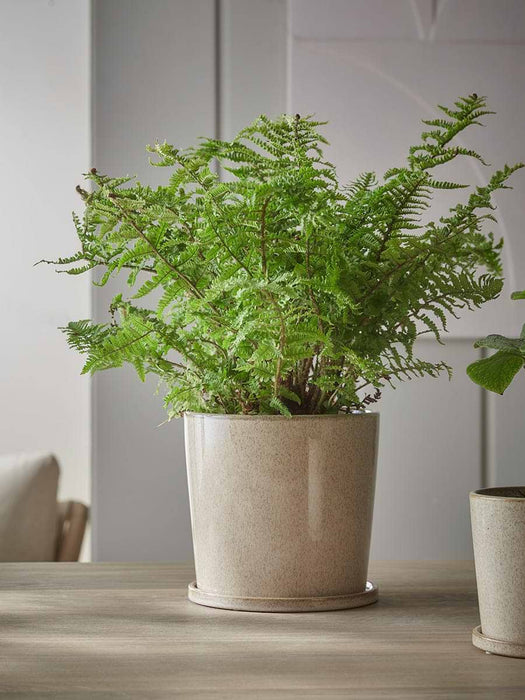 Speckled Glazed Planter & Saucer - Small