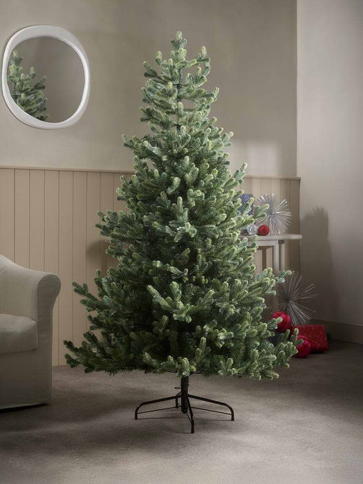 Young Pine Christmas Tree - 6ft