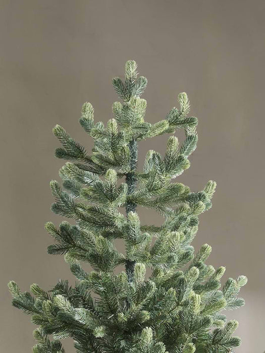 Young Pine Christmas Tree - 6ft