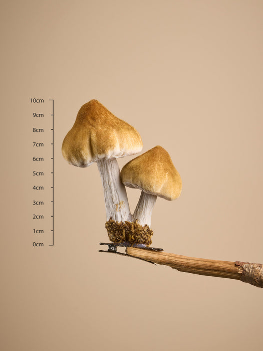 Six Velvet Mushroom Clips