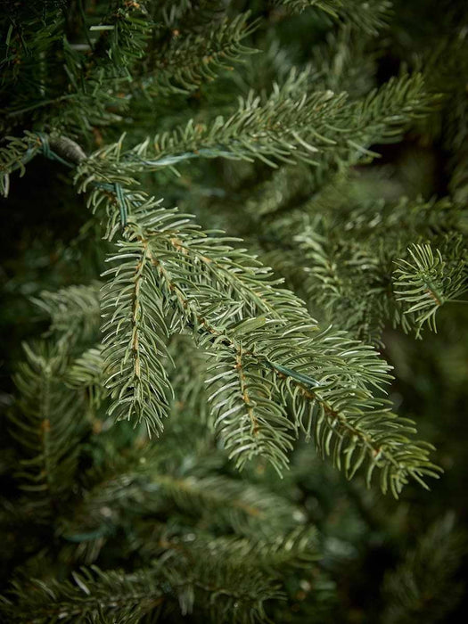 Indoor Outdoor Bergen Spruce Pre-Lit 4ft Tree