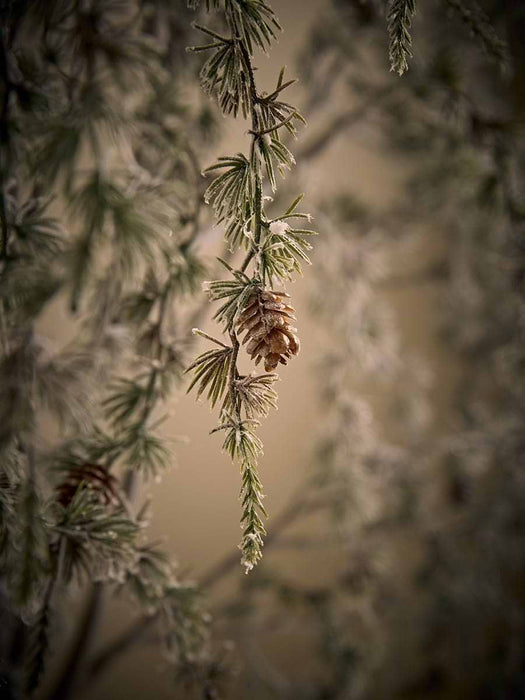 Frosted Woodland Pine Cone Stem