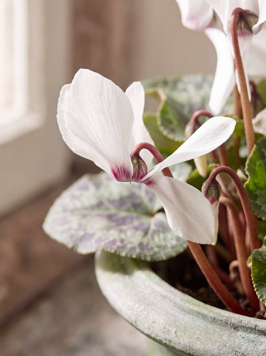 Indoor Outdoor Ceramic Planter - Large