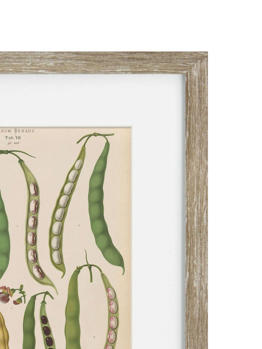 Vintage Veg IV Framed Art Print