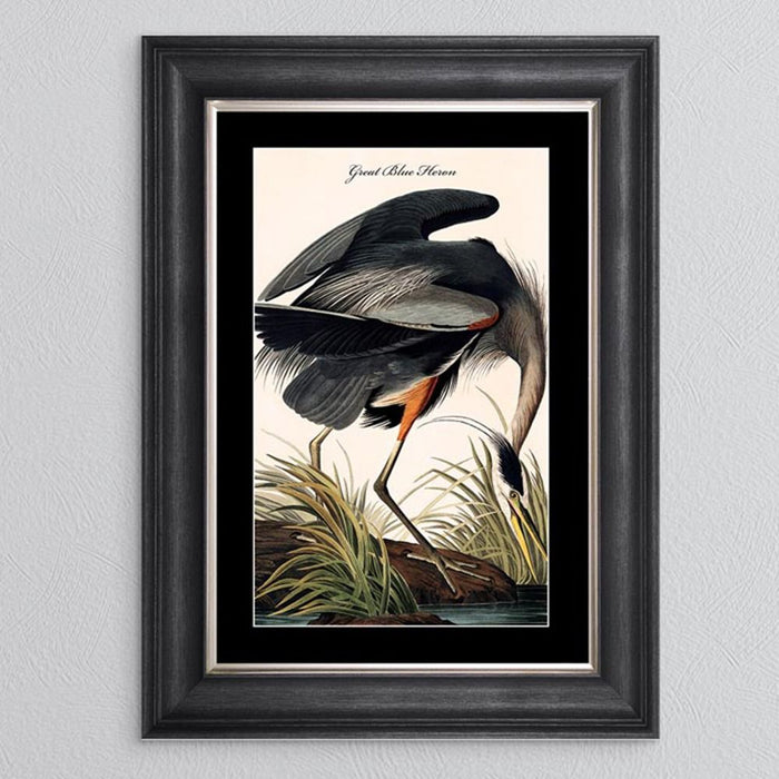 Great Blue Heron Framed Print - last one remaining
