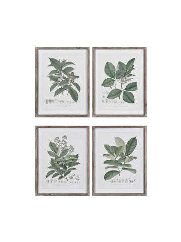Vintage Herb Pictures Set of Four