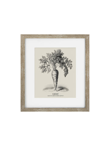 Vintage Carrot Framed Print