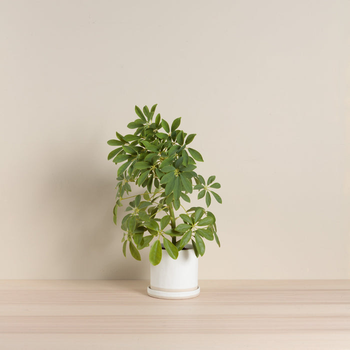 Organics Planter Tray