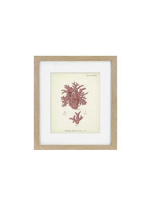 Antique Pink Coral Framed Art Print VI